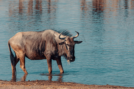 蓝色牛羚 Gnu，纳米比亚非洲野生动物 safari