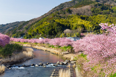 日本的樱花