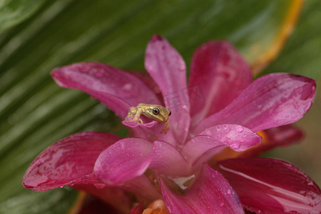 可爱的小松林树蛙 Dryphophytes femoralis 栖息在