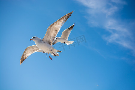 海面上空摄影照片_一对海鸥在海面上空飞翔