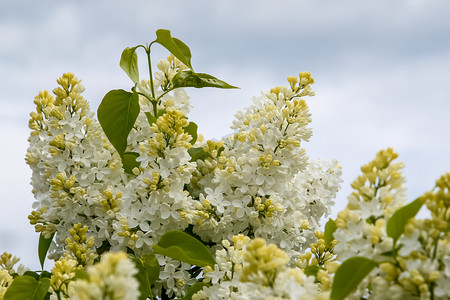 在春季盛开的白色丁香花。