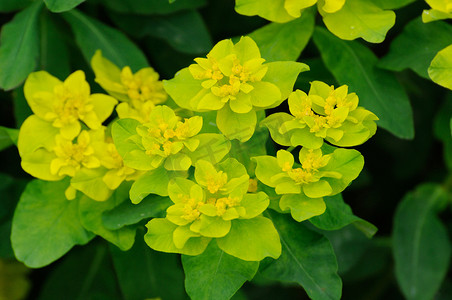 黄绿色摄影照片_德国黑森州富尔达的黄绿色花朵