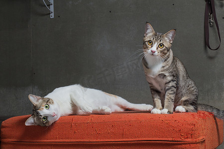 猫坐在克雷背景的划痕橙色布艺沙发上