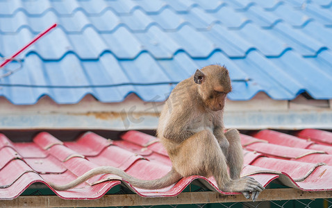 坐在屋顶上的猴子悲伤而沮丧