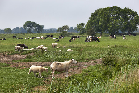绵羊羔羊和奶牛在草地上吃草