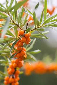 x展架橙色摄影照片_秋季公园橙色沙棘浆果的分支。