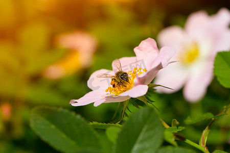 春天粉红色（玫瑰）花和蜜蜂。