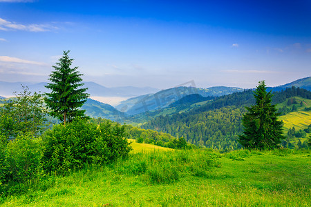 清晨山区草地上的两棵绿松树