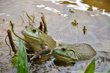 青蛙跳摄影照片_青蛙农场的牛蛙