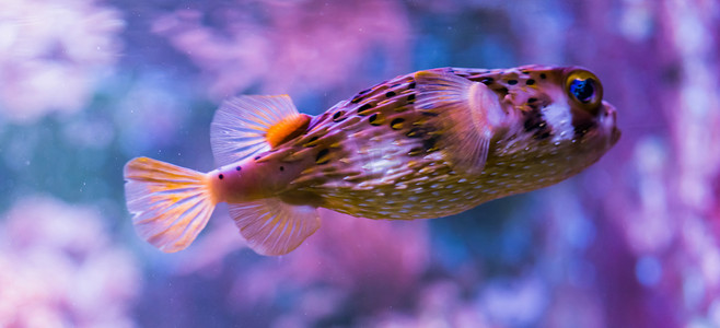 有雀斑的豪猪鱼，背景五颜六色，来自大西洋的热带五颜六色的鱼
