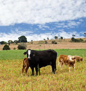 与黑母牛、棕色小牛、蓝天和云彩的农村场面