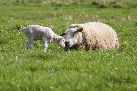 小羊与妈妈