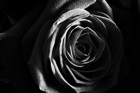 玫瑰花黑色摄影照片_黑白玫瑰特写照片