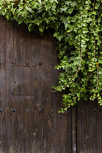 有绿色常春藤的木墙壁