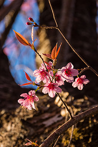 野生喜马拉雅樱桃花在大自然中的形象