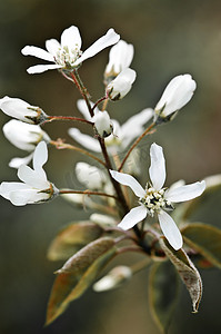 温柔的白色春天的花朵