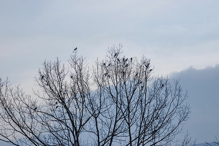 冬天喜鹊在树上飞行