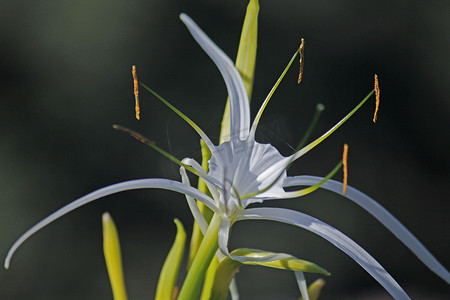 蜘蛛百合，海滩蜘蛛百合，Hymenocallis littoralis