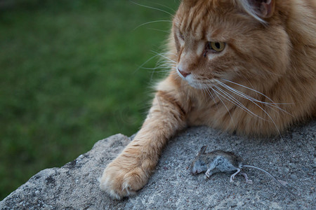 猫和死老鼠