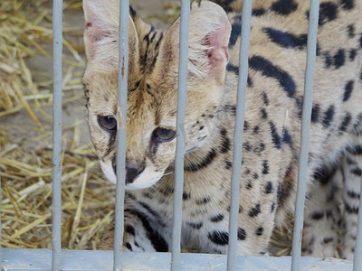 关在笼子里的野猫