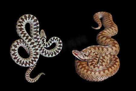 黑色背景中的雄性和雌性蝰蛇