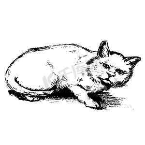 宠物猫素描摄影照片_猫手绘自由手绘素描
