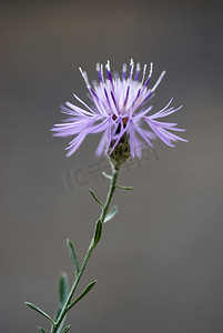 斑矢车菊花