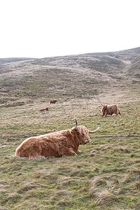 酒红色头发摄影照片_苏格兰山上著名的毛茸茸的长发奶牛躺在蜂蜜酒上