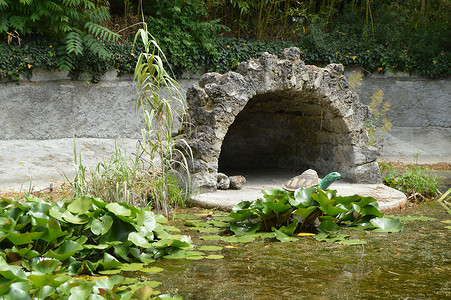 长满的池塘摄影照片_长满了睡莲和乌龟和鸟类的形象