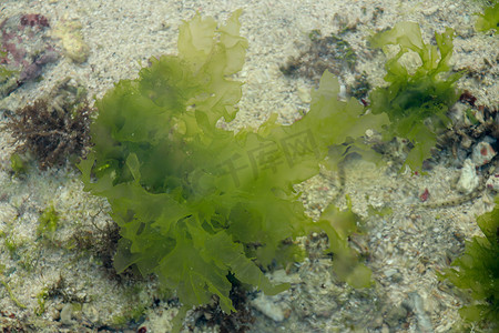 海草摄影照片_海草水下背景在大海中。