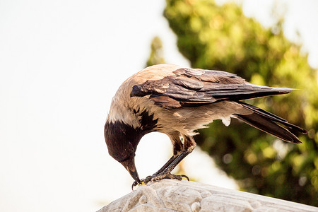 乌鸦属中的蒙面乌鸦 Corvus cornix