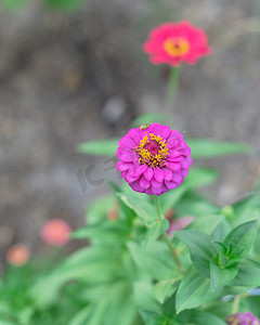 百日奋战摄影照片_美国得克萨斯州达拉斯附近的有机后院花园盛开着五颜六色的百日菊花