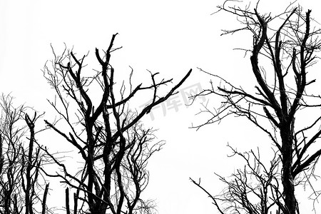 在清澈的白色天空背景上孤立的剪影死树，因为可怕或死亡。