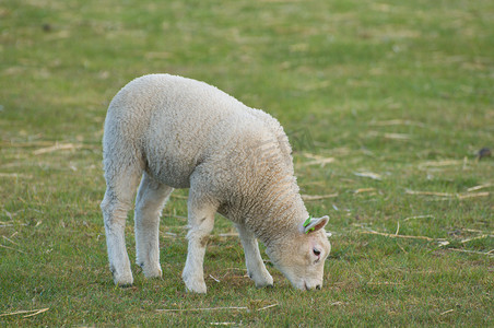 草地上的一只羊羔。