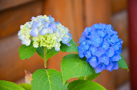 花园中的淡蓝色绣球花
