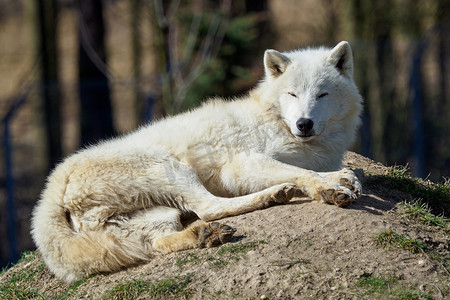 北极狼摄影照片_北极狼 (Canis lupus arctos)，也被称为 Melville
