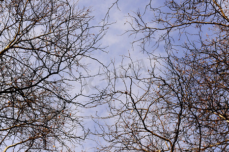 秃头树的分支在冬天与蓝天