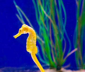 宏观特写中一只普通黄色河口海马的海洋生物鱼肖像