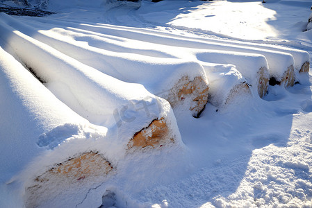 被砍伐的树木的树干排成一排，被雪覆盖