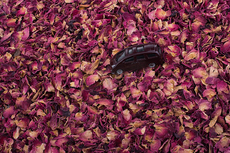 鲜花行业摄影照片_在干玫瑰花瓣背景的玩具汽车
