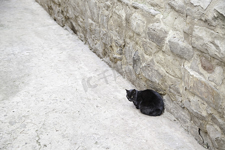 小动物黑猫摄影照片_镇上的黑猫