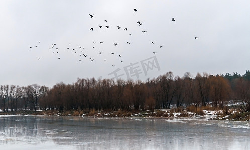 冰湖上摄影照片_成群的鸟儿飞上冰湖和白雪皑皑的森林景观
