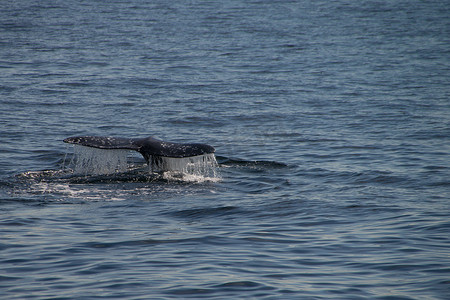 迁徙的灰鲸
