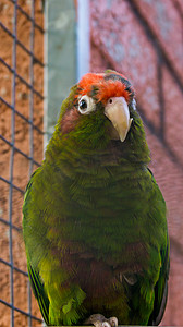 深红额头长尾小鹦鹉，一种长着红头的绿色热带鹦鹉，来自美国的森林