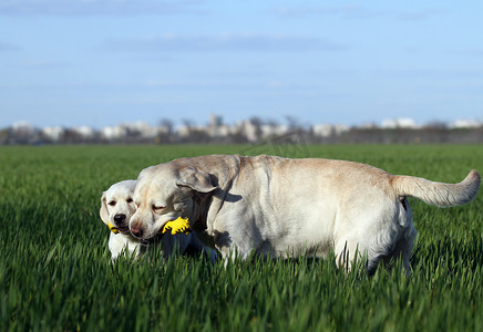 公园里两只可爱漂亮的甜黄色拉布拉多犬