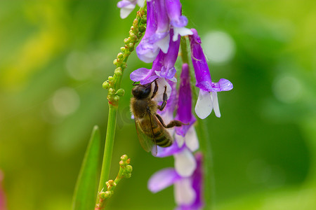 蜜蜂在淡紫色（紫色）花上。