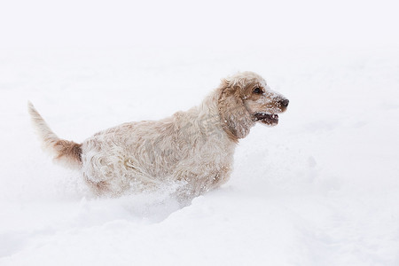 雪地里玩耍摄影照片_英国可卡犬狗在雪地里玩耍