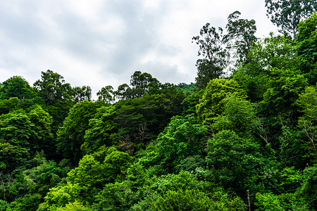 Kvariati 潮湿的热带森林