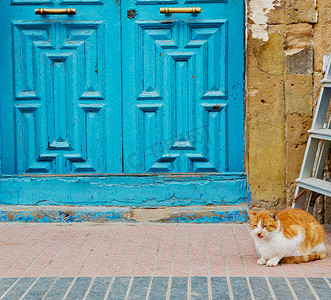 非洲摩洛哥背景中的猫
