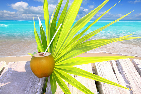 椰子新鲜在加勒比海码头 chit 棕榈叶